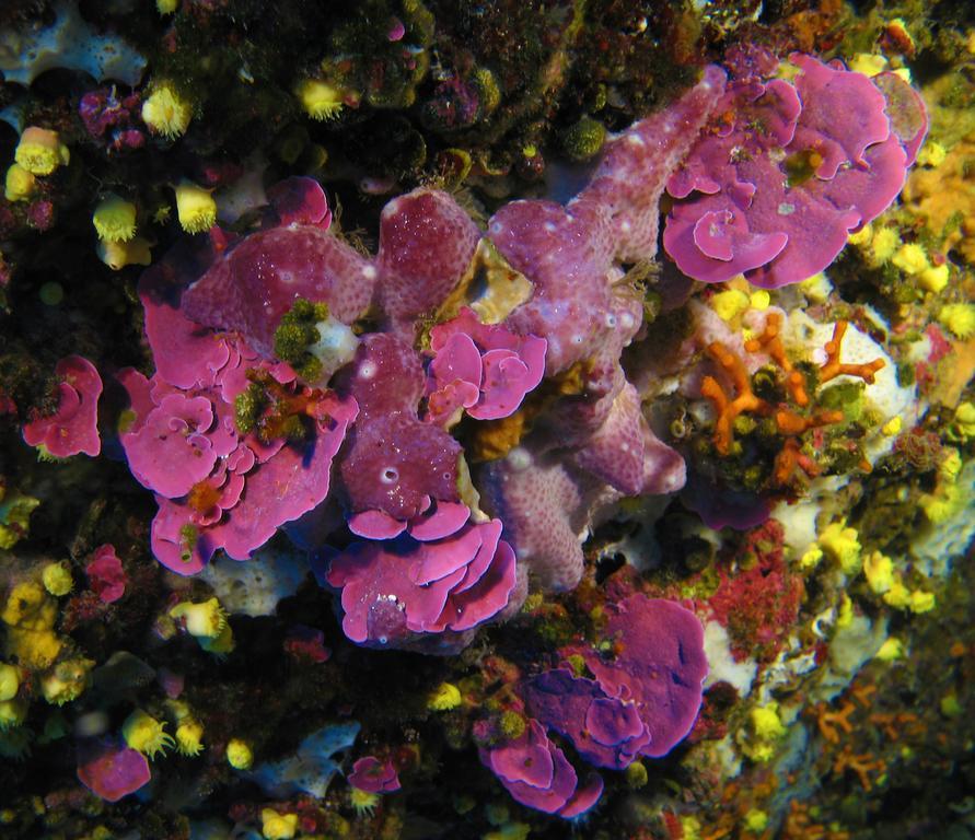 Diving Center Punta Stilo Apartman Kültér fotó